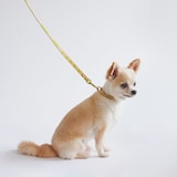 ［ＩＤＥＥ］ＭＩＬＯＵ　ｂｙ　ＩＤＥＥ　Ｃｏｌｌａｒ（首輪）　Ｓ　ハンティング