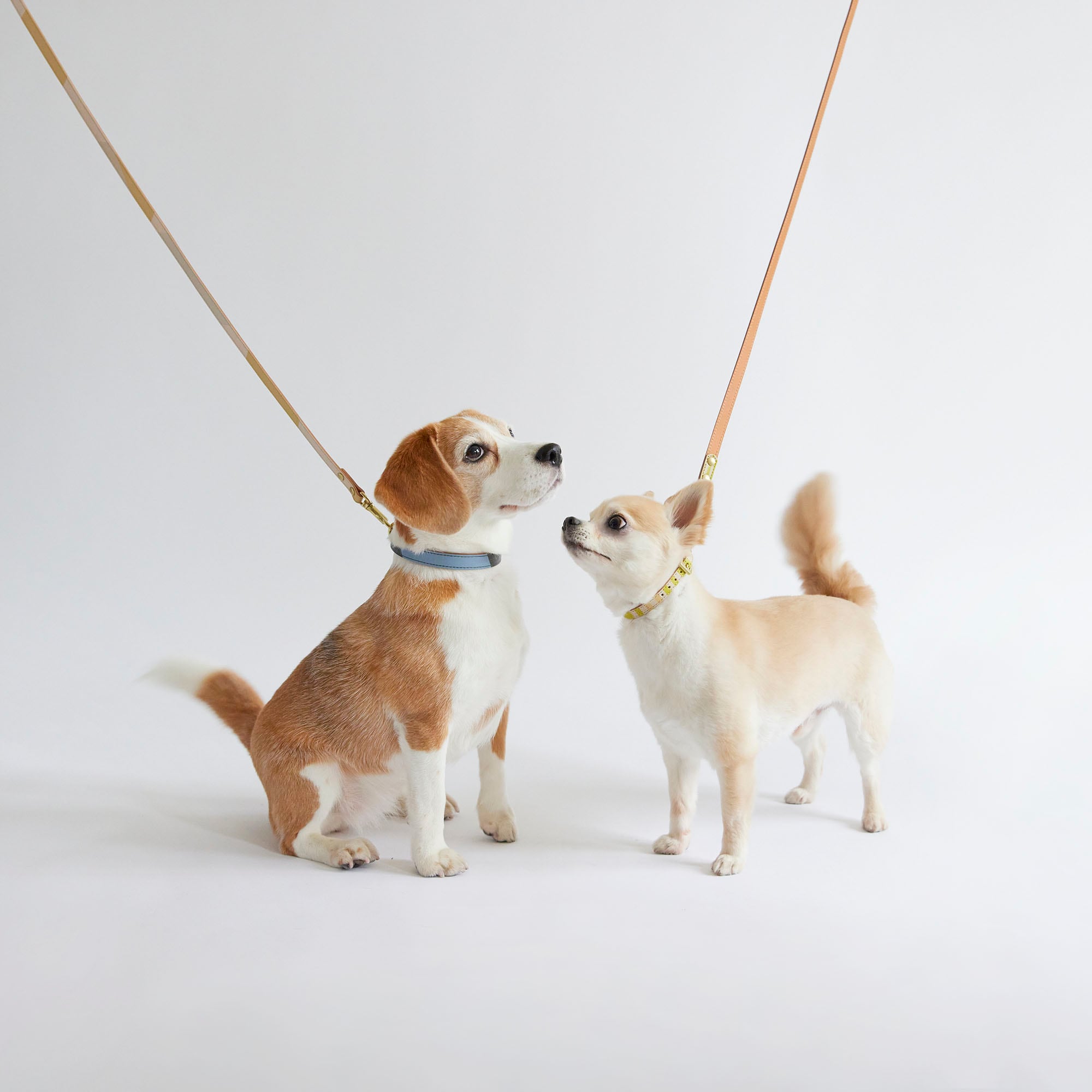 ［ＩＤＥＥ］ＭＩＬＯＵ　ｂｙ　ＩＤＥＥ　Ｃｏｌｌａｒ（首輪）　Ｓ　キュービック