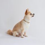 ［ＩＤＥＥ］ＭＩＬＯＵ　ｂｙ　ＩＤＥＥ　Ｃｏｌｌａｒ（首輪）　Ｓ　カモミール