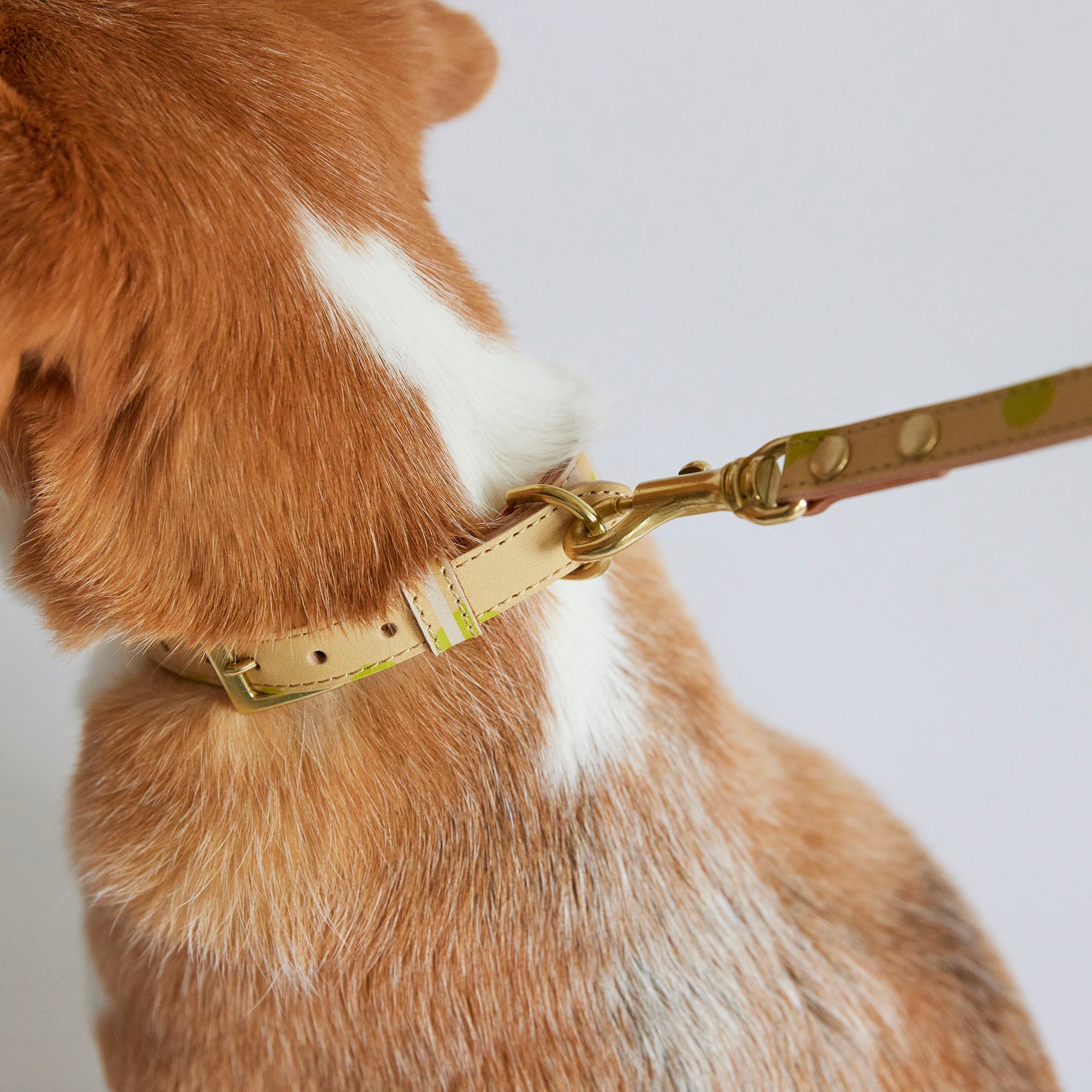 ［ＩＤＥＥ］ＭＩＬＯＵ　ｂｙ　ＩＤＥＥ　Ｃｏｌｌａｒ（首輪）　Ｓ　カモミール