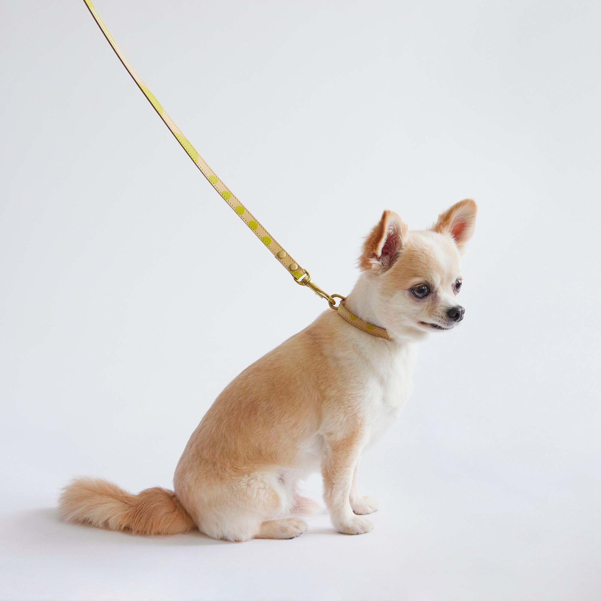 ［ＩＤＥＥ］ＭＩＬＯＵ　ｂｙ　ＩＤＥＥ　Ｃｏｌｌａｒ（首輪）　Ｓ　カモミール