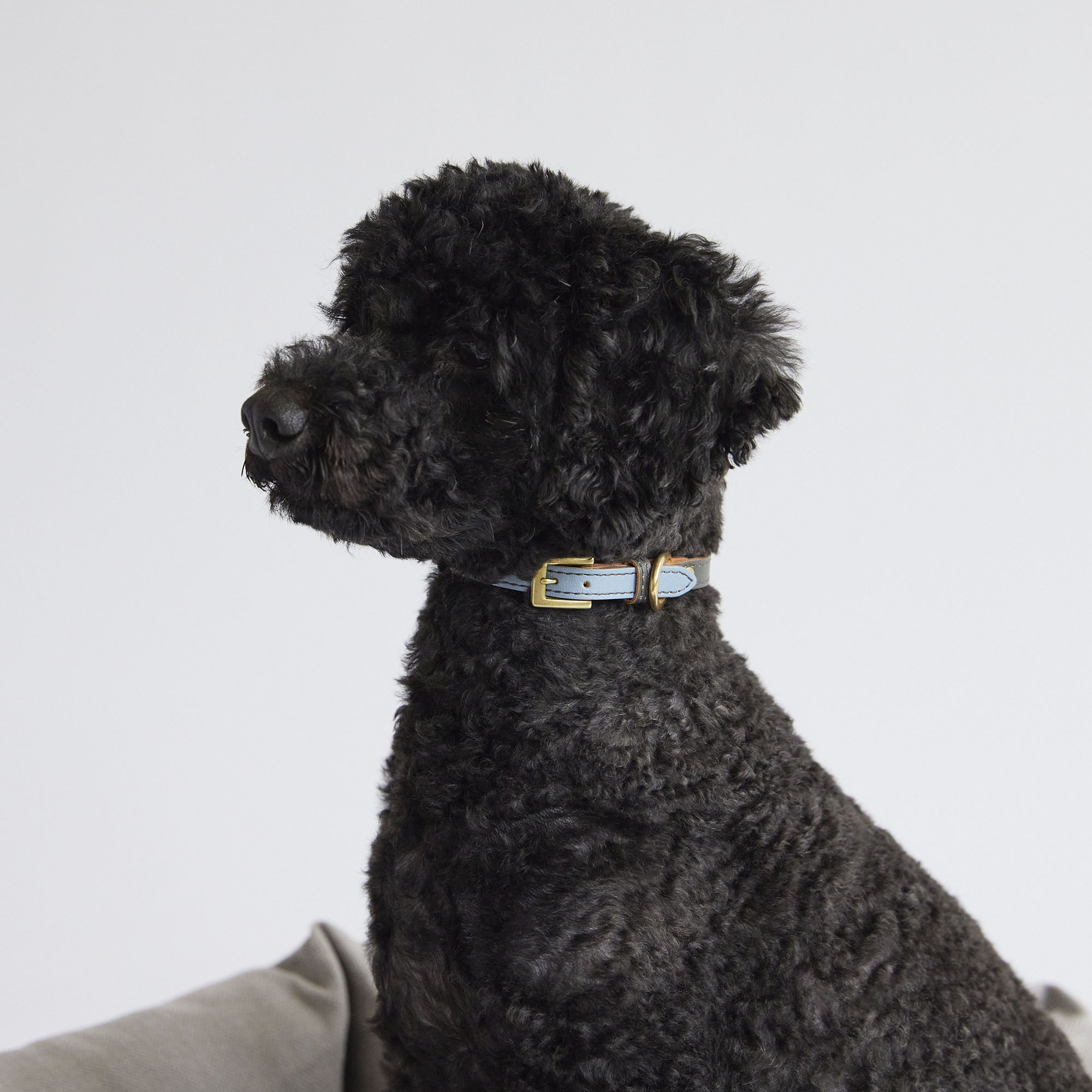 IDEE］MILOU by IDEE Collar（首輪） M
