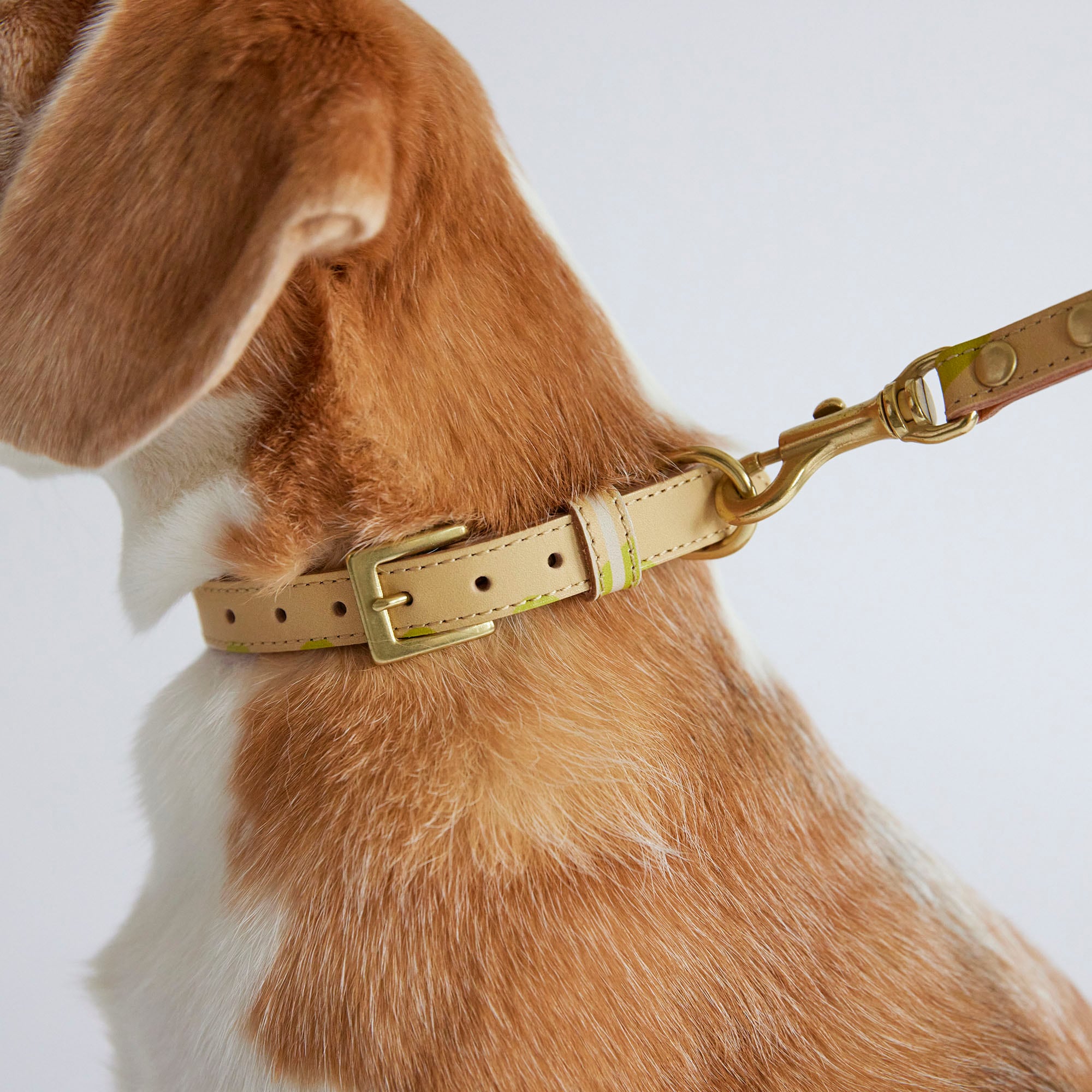 新作ウエア IDEE］MILOU M Collar（首輪） IDEE by 首輪・ハーネス・リード