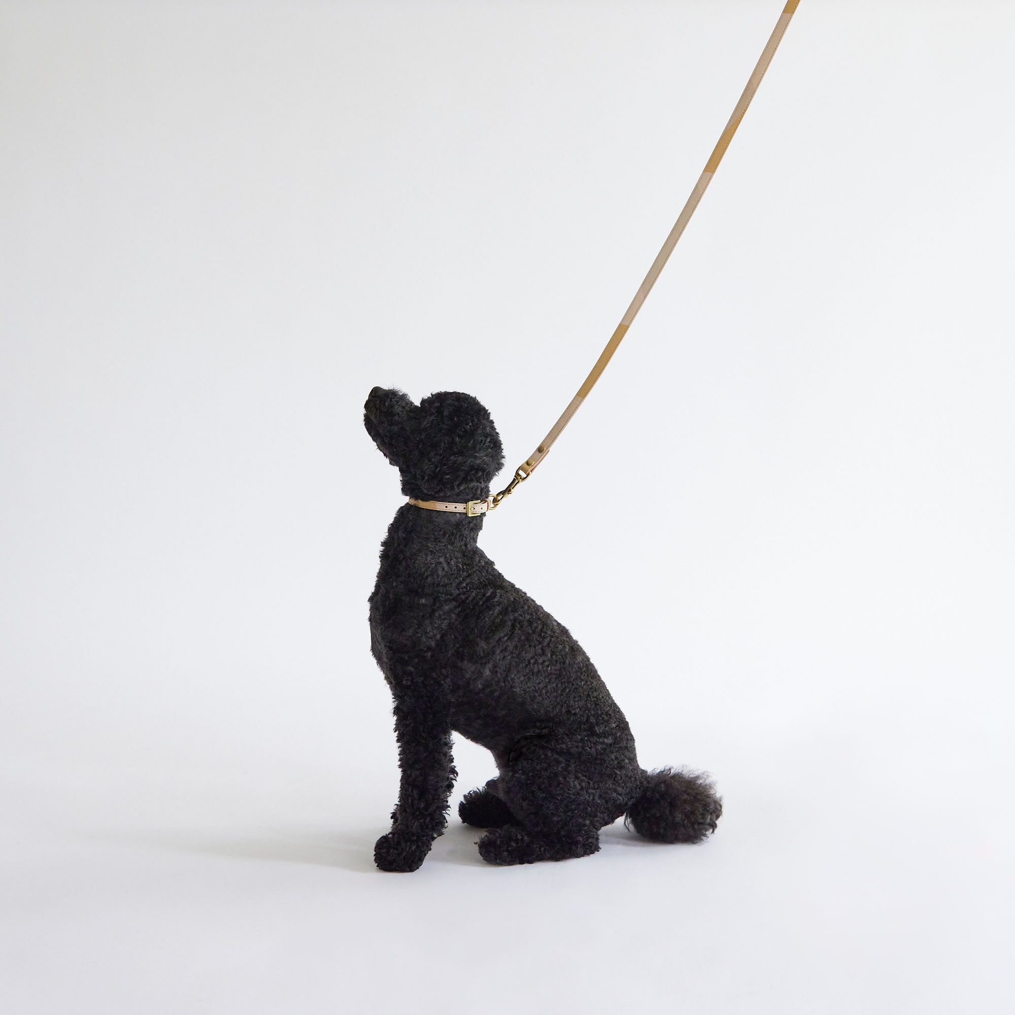 IDEE］MILOU by IDEE Collar（首輪） M
