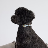 ［ＩＤＥＥ］ＭＩＬＯＵ　ｂｙ　ＩＤＥＥ　Ｃｏｌｌａｒ（首輪）　Ｍ　カモミール