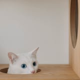 スタッキングシェルフ　猫用　３段×３列セット　オーク材突板