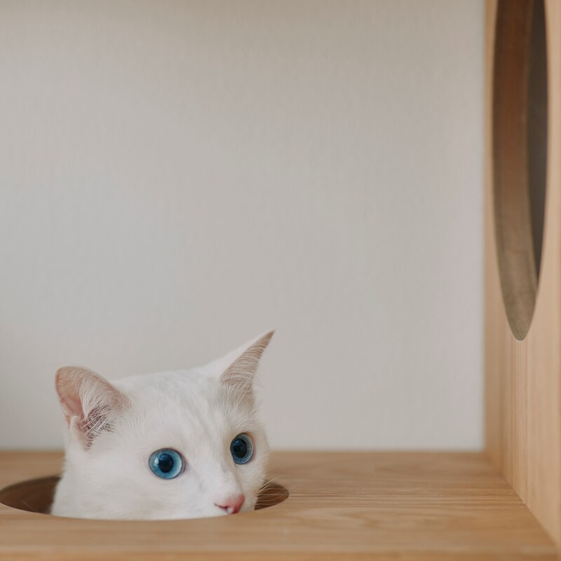 スタッキングシェルフ 猫用 3段×3列セット オーク材突板 | 無印良品