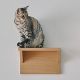 壁に付けられる家具猫用ステップ　オーク材突板