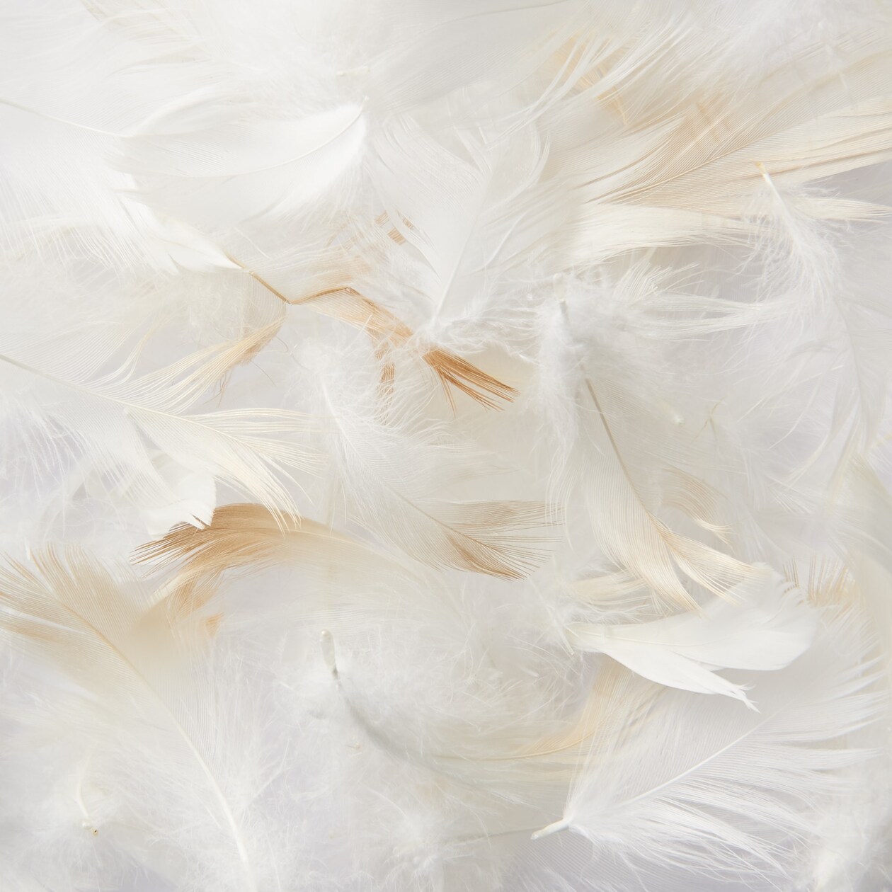 羽根まくら　４３×６３ｃｍ（ＵＫ）