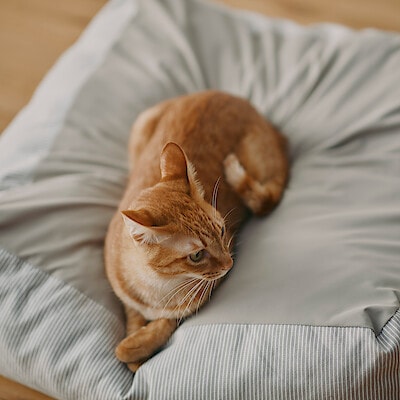 【犬猫兼用】丸洗いできる　ペット用クッション　