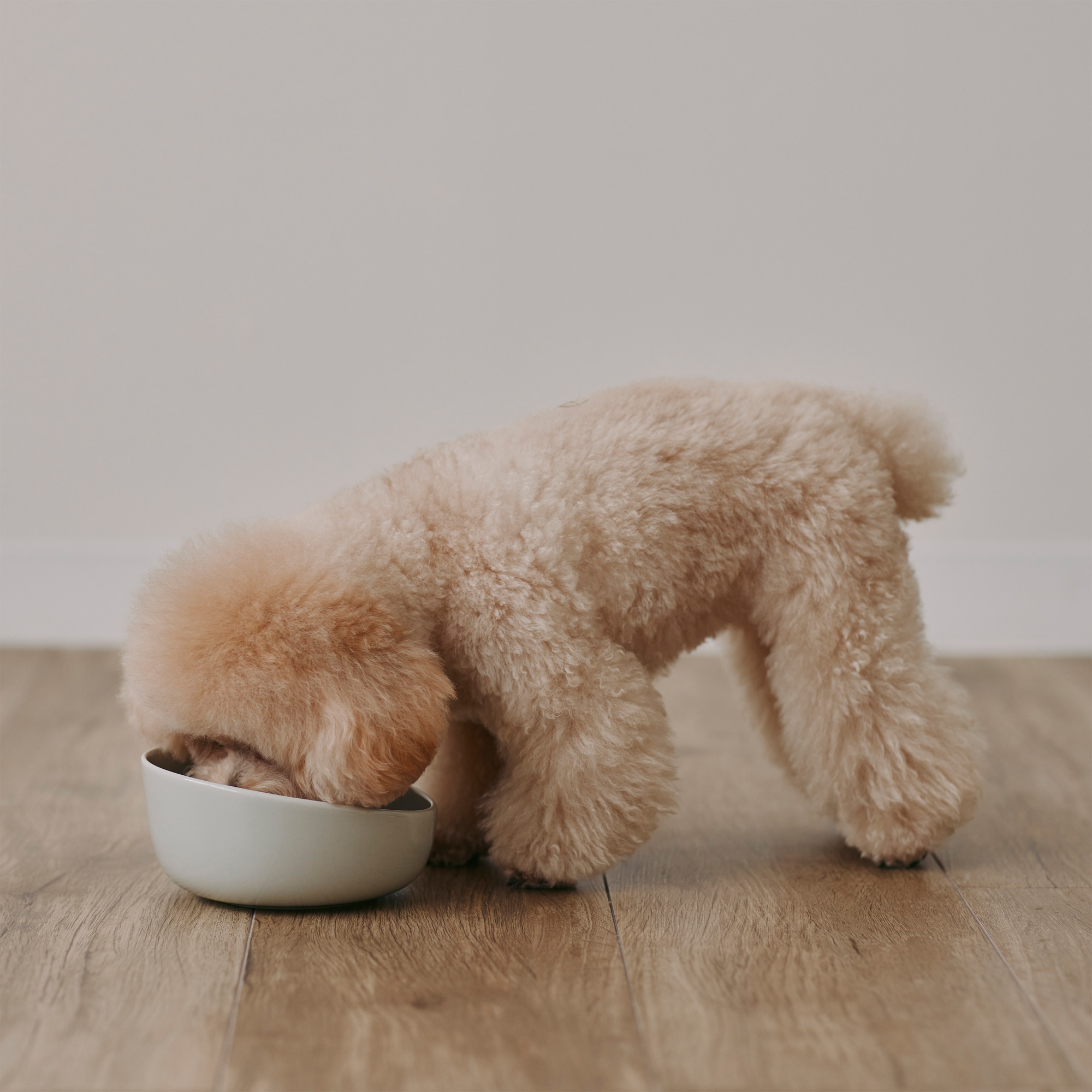 磁器　ペット用フードボウル　小