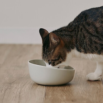 【犬猫兼用】磁器　ペット用フードボウル　小・大