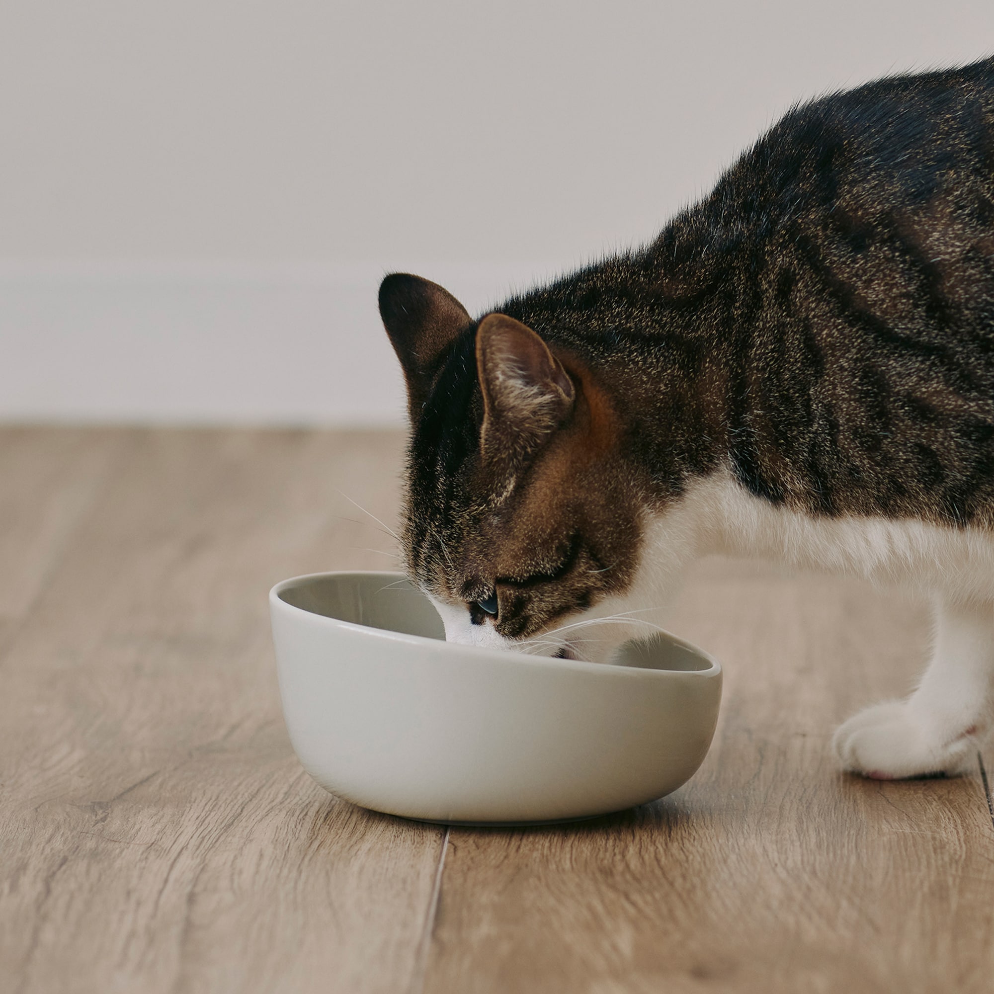 磁器　ペット用フードボウル　小