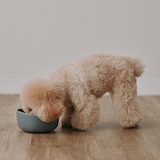 磁器　ペット用フードボウル　小