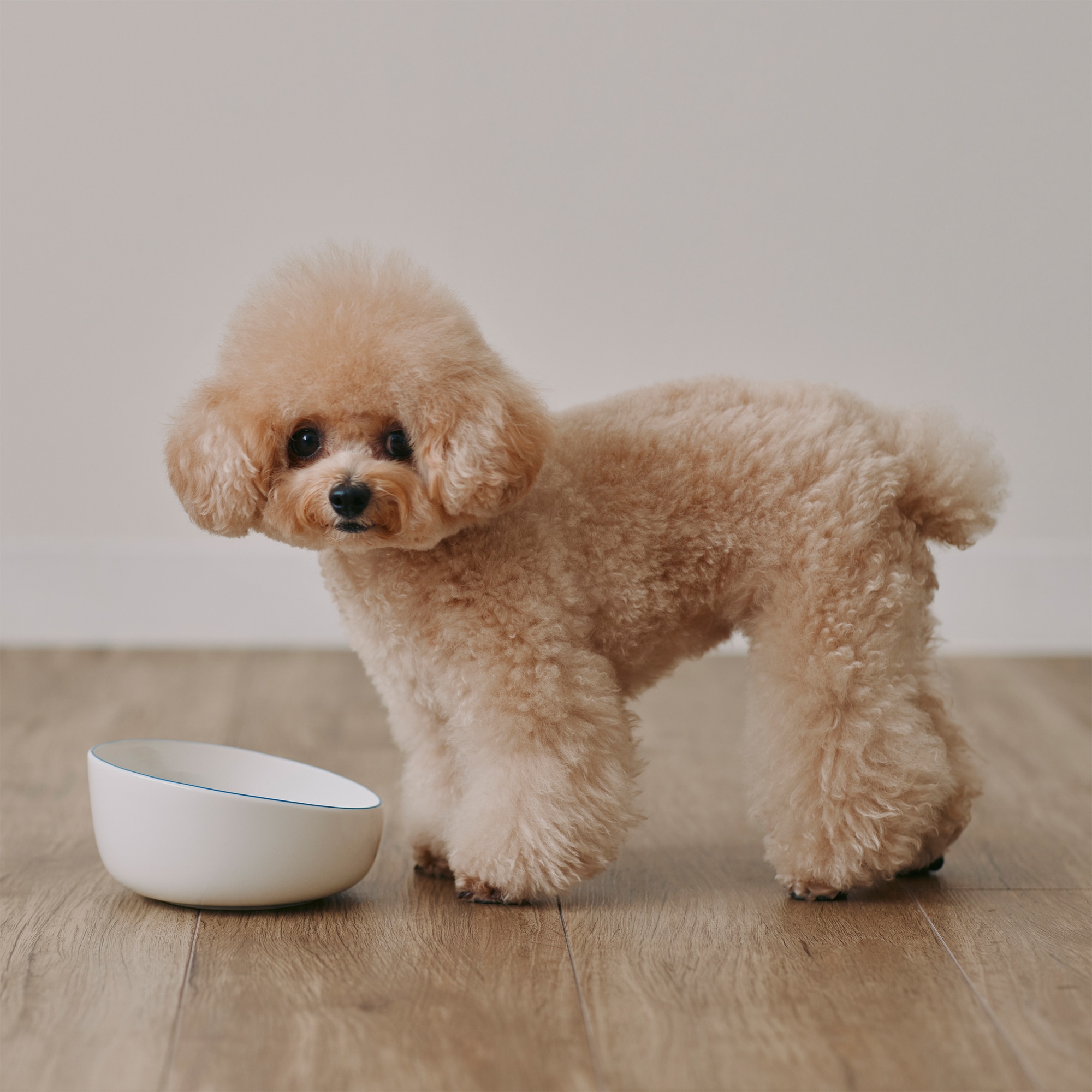 磁器 ペット用フードボウル 小 | 無印良品