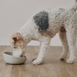 磁器　ペット用フードボウル　大