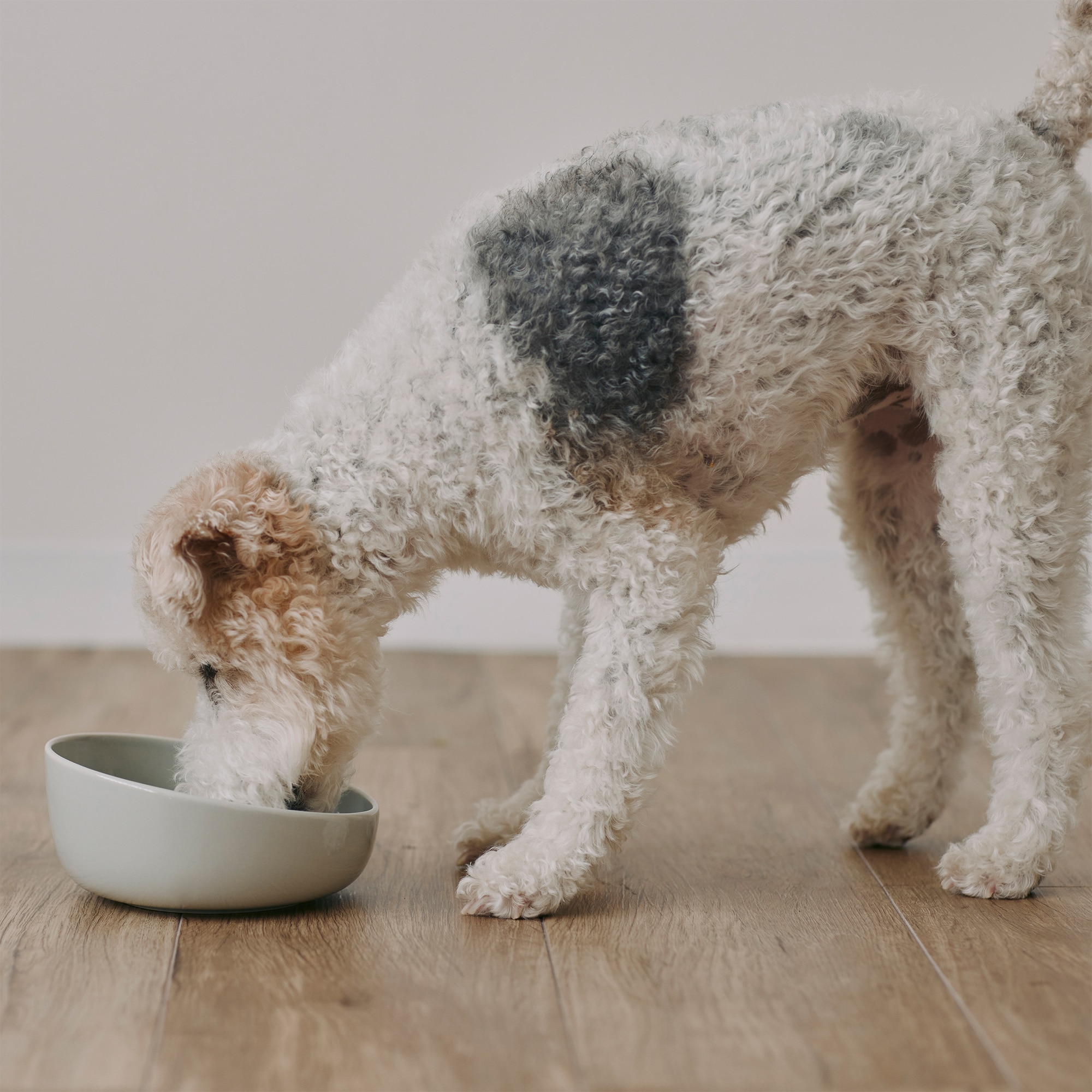 磁器　ペット用フードボウル　大