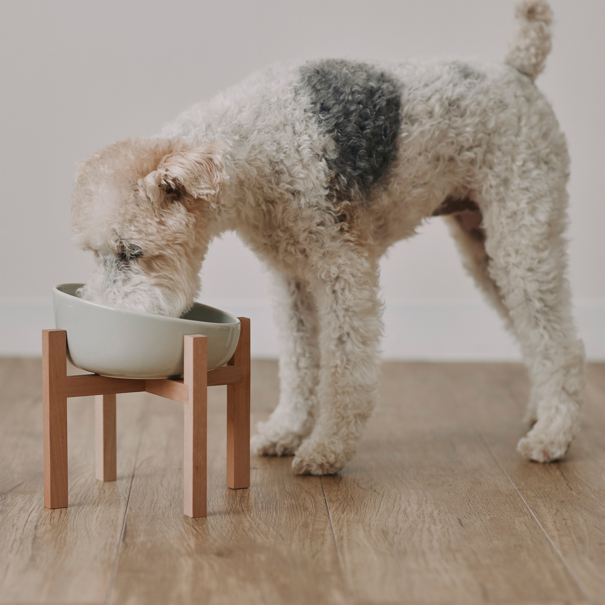 磁器　ペット用フードボウル　大