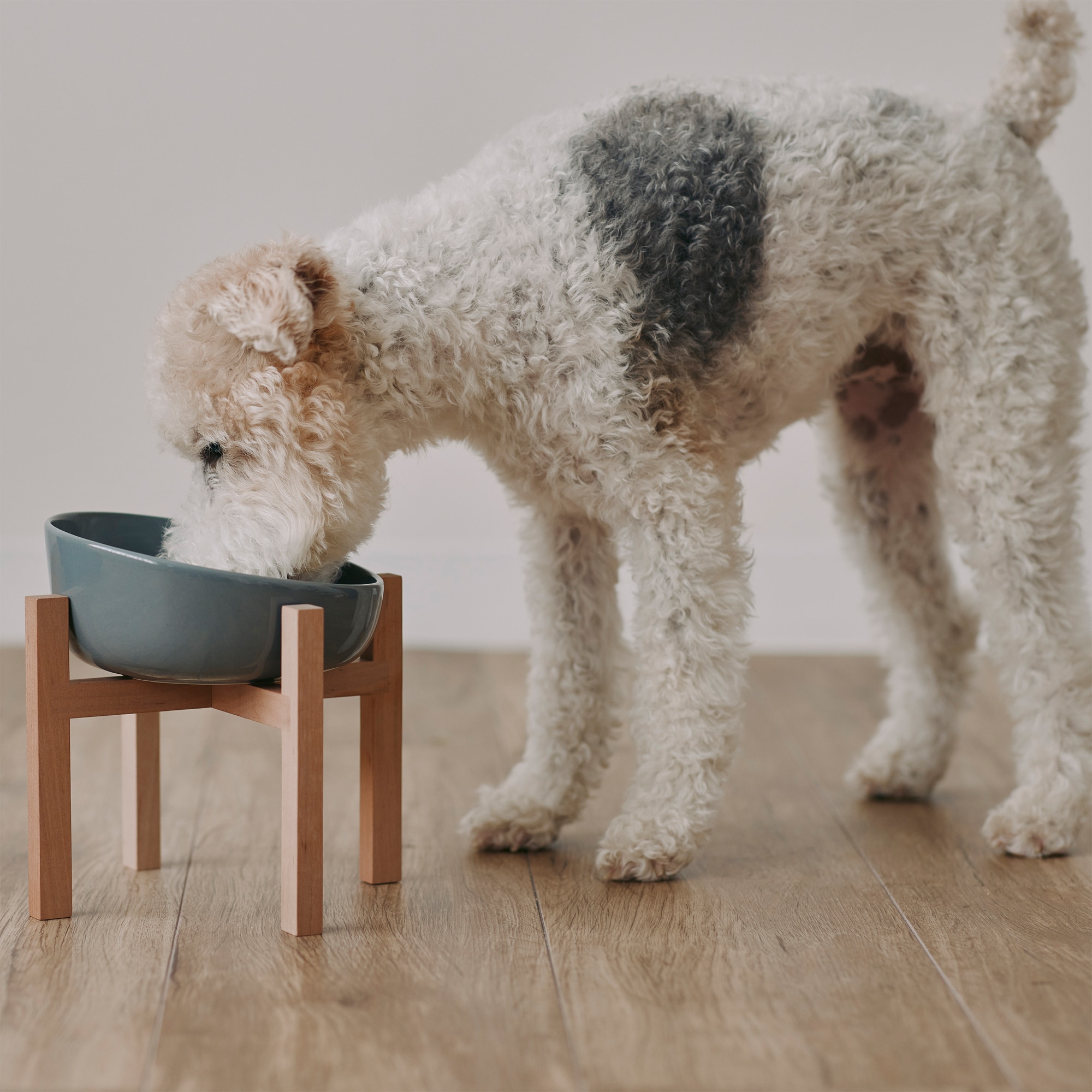 磁器　ペット用フードボウル　大