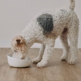 磁器　ペット用フードボウル　大