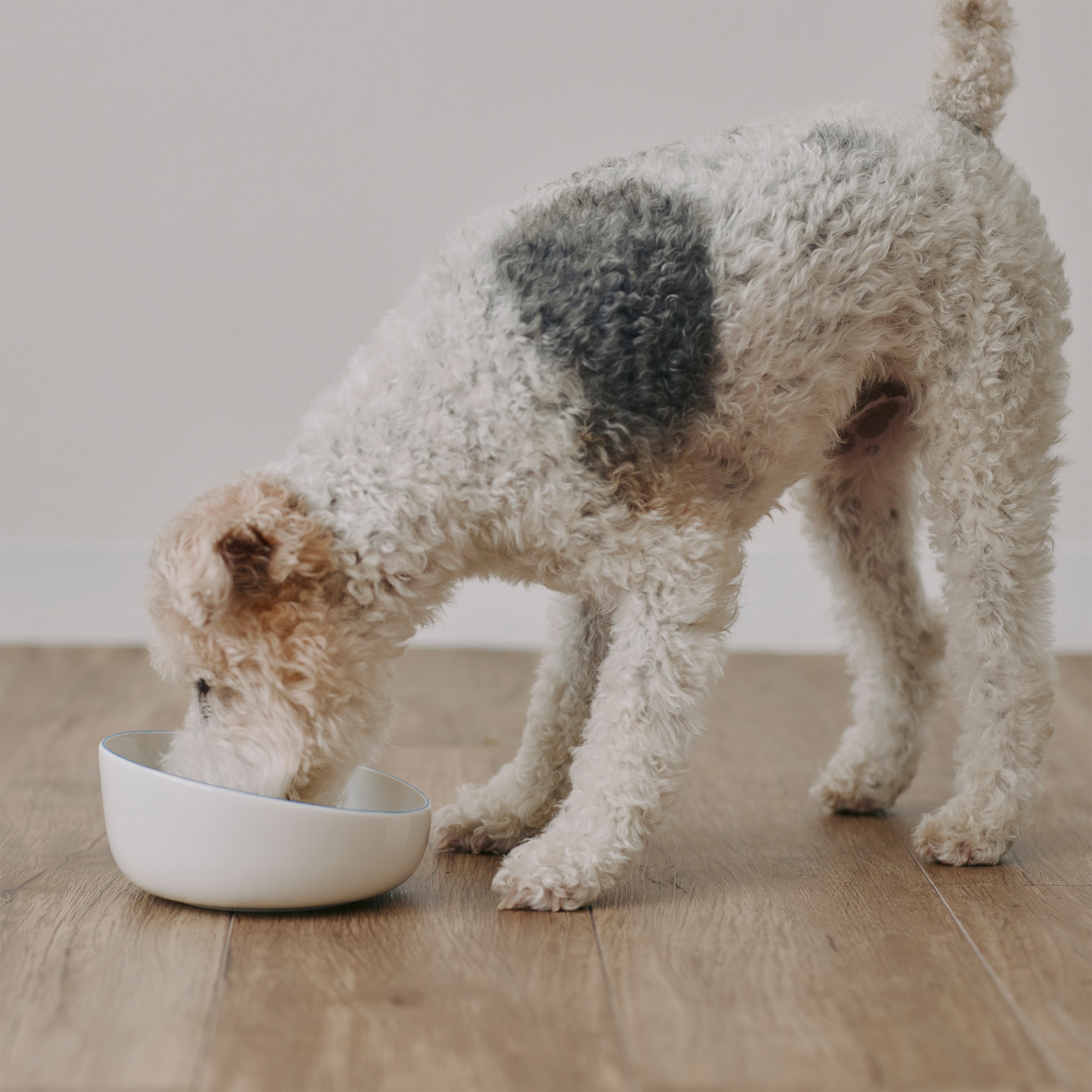 磁器　ペット用フードボウル　大