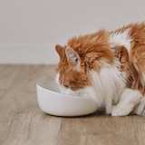 磁器　ペット用フードボウル　大