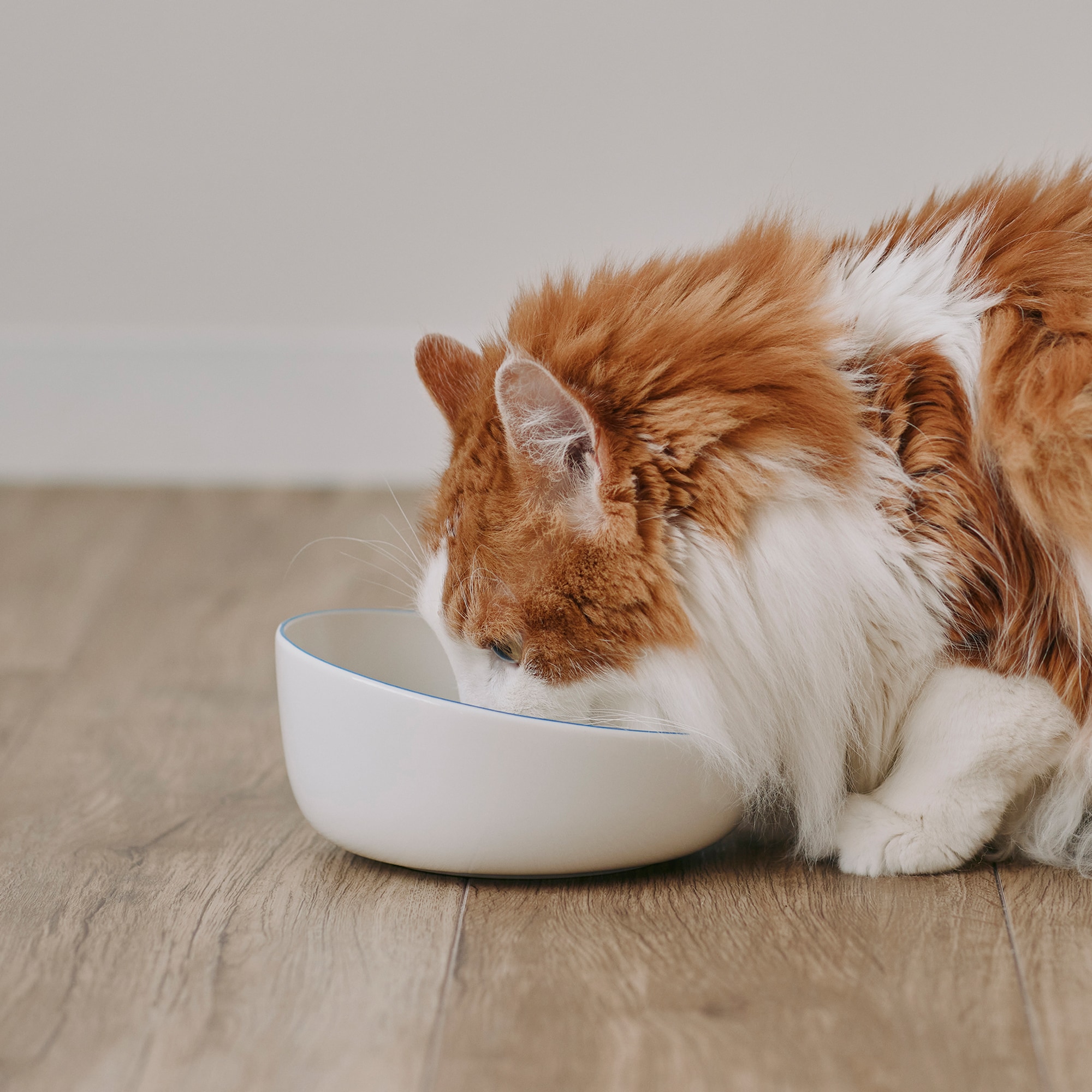 磁器　ペット用フードボウル　大