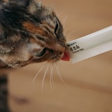 素材を生かした猫のおやつ　ささみピューレ