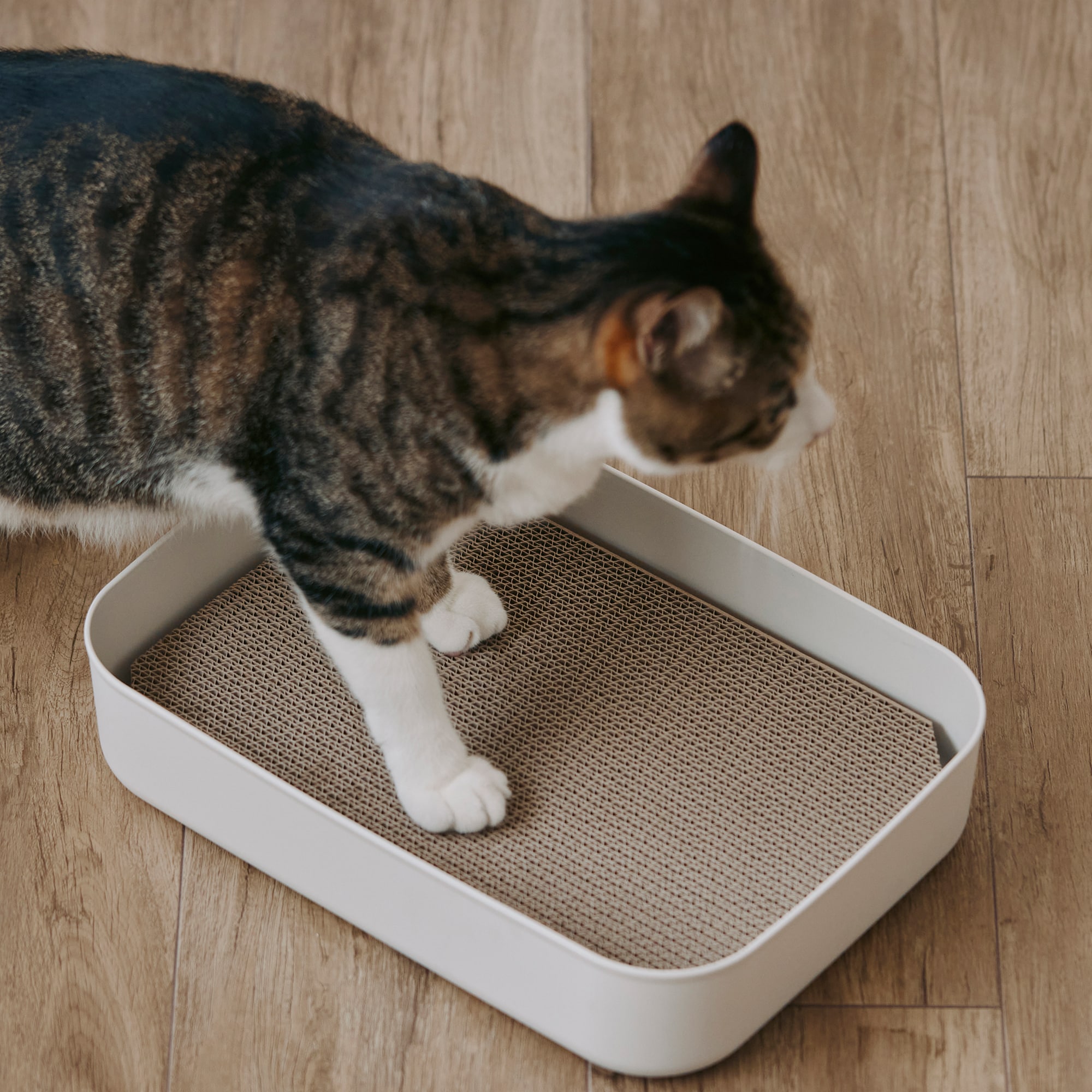 ダンボール　爪とぎ