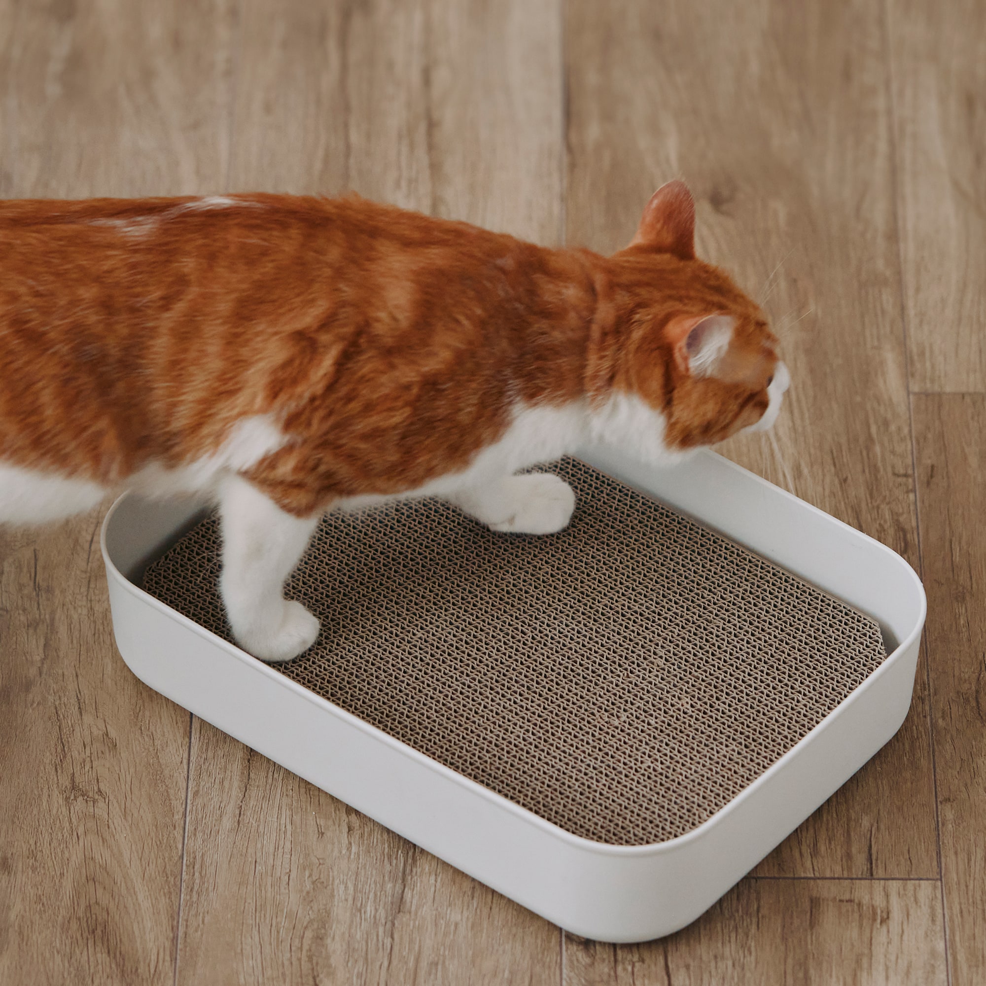 ダンボール　爪とぎ