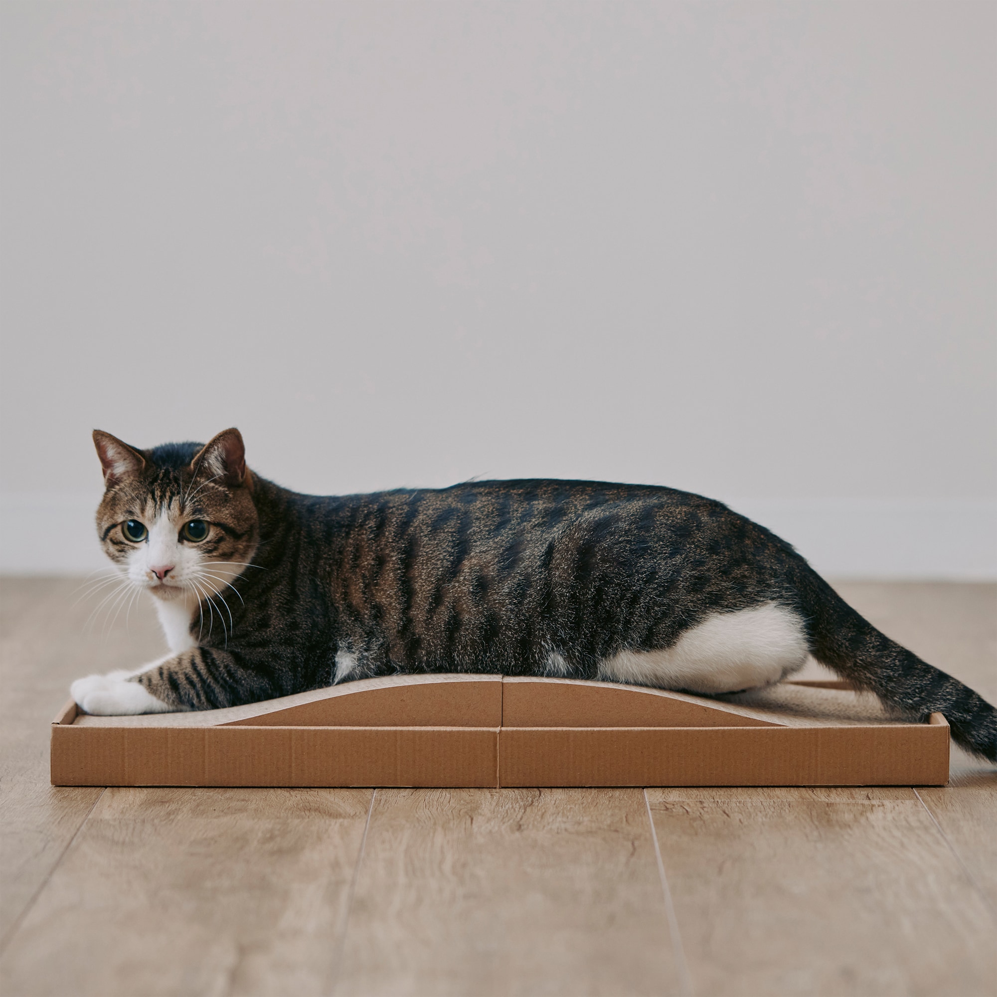 ダンボール　爪とぎベッド