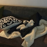 ［ＩＤＥＥ］ＷａｔａｎａｂｅＴｅｘｔｉｌｅ　スモールブランケット　ネイビー