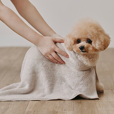 【犬猫兼用】マイクロファイバー　スナップボタン付ペット用タオル　小　４８×６８ｃｍ