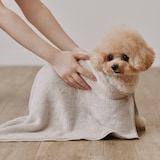 マイクロファイバー　スナップボタン付ペット用タオル　小