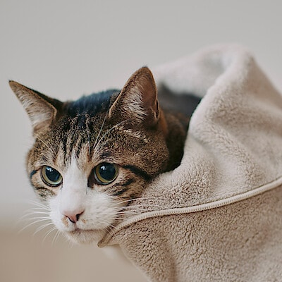 【犬猫兼用】マイクロファイバー　ポケット付ペット用タオル　３４×３５ｃｍ