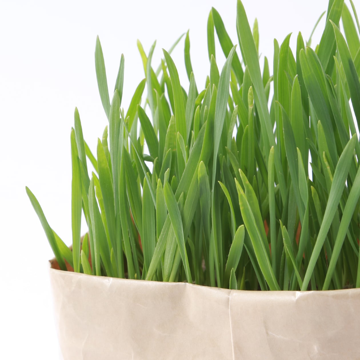 土を使っていない　猫草栽培セット