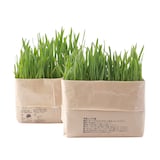 土を使っていない　猫草栽培セット