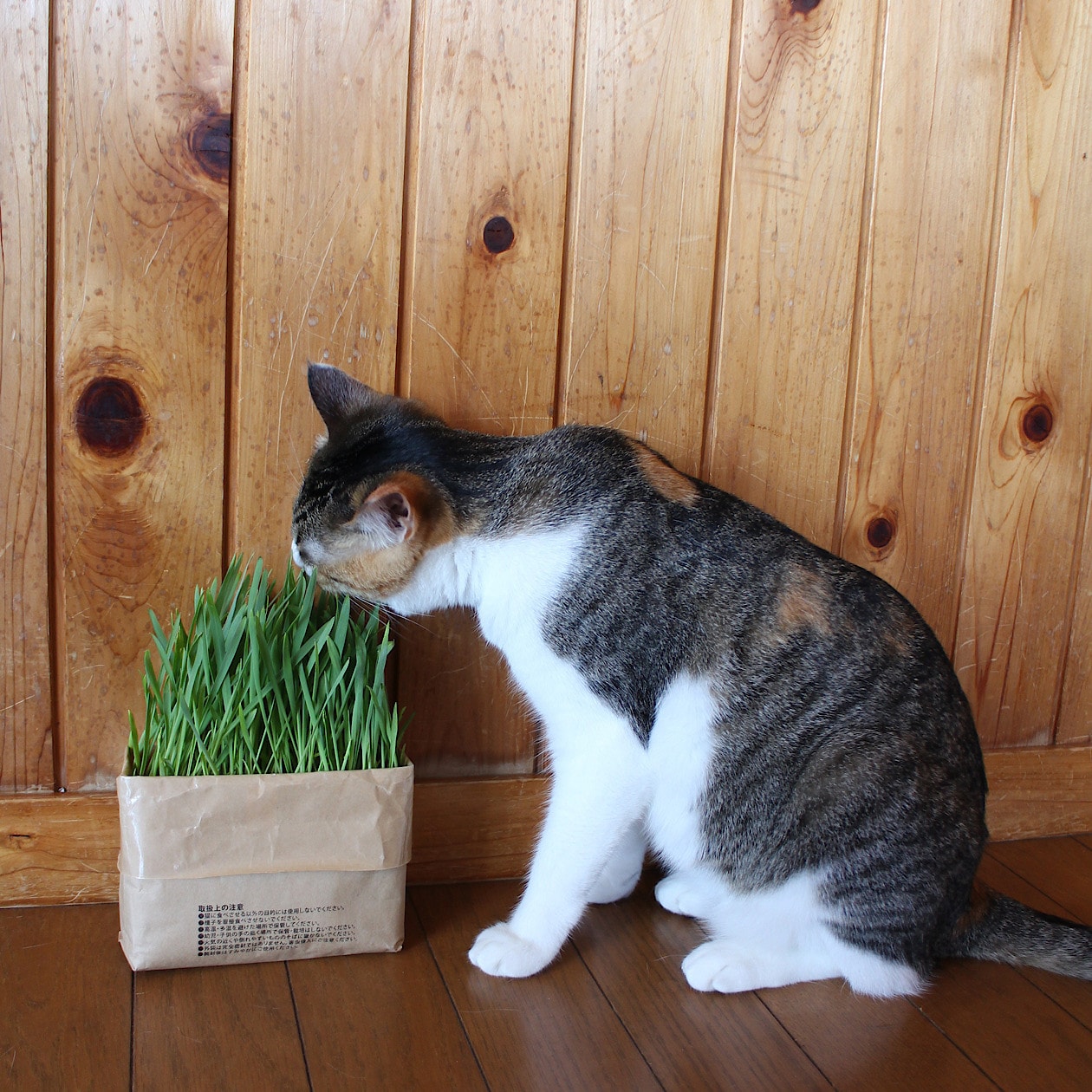 猫草栽培セット