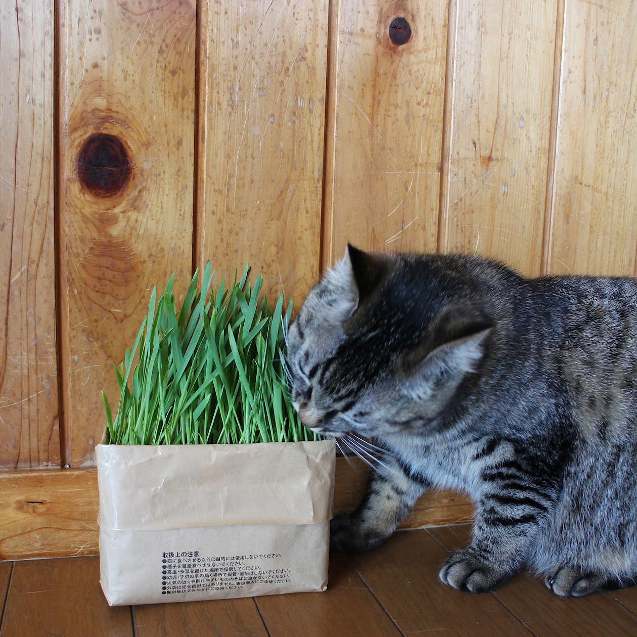 土を使っていない　猫草栽培セット