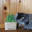 土を使っていない　猫草栽培セット
