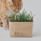 土を使っていない　猫草栽培セット