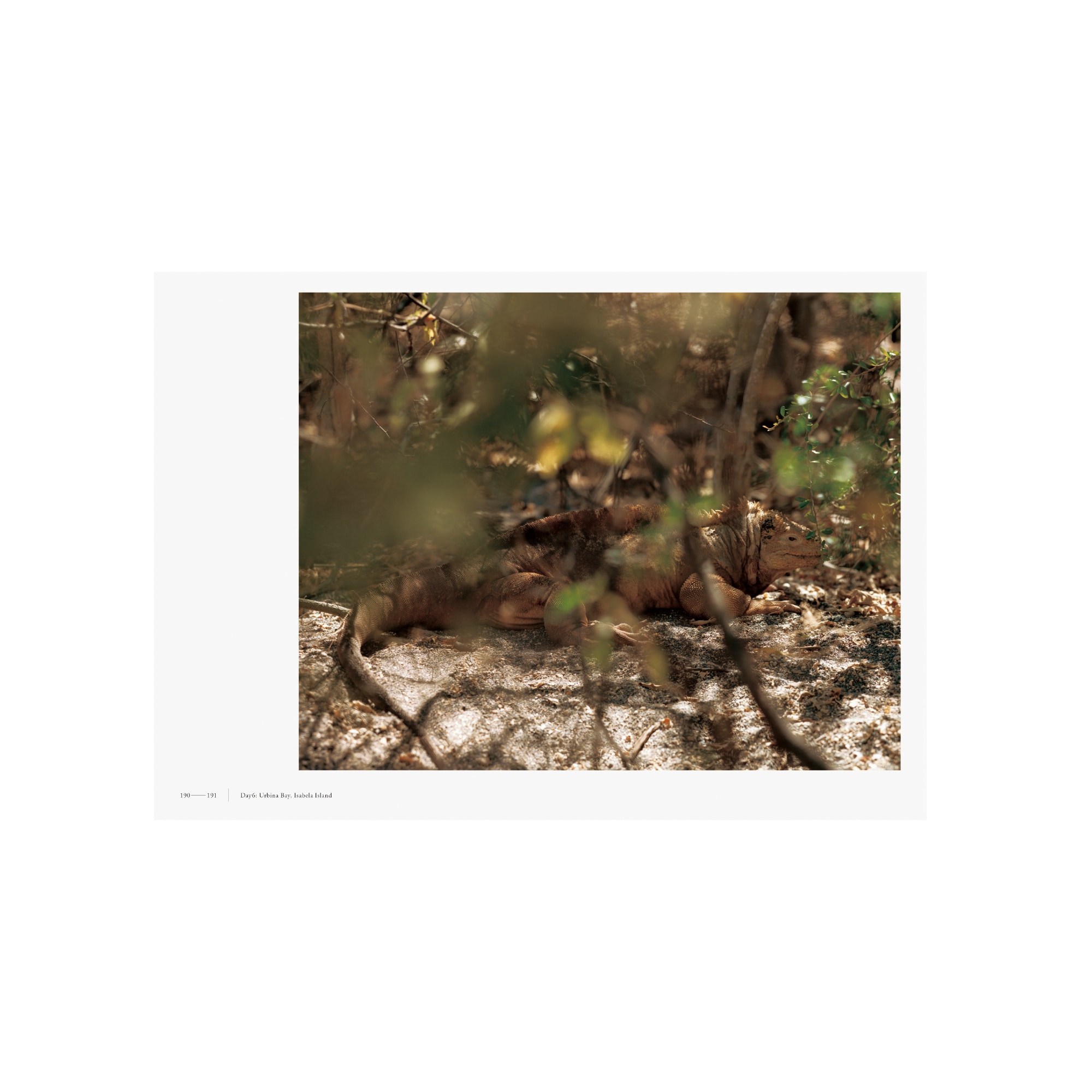 ＧＡＬＡＰＡＧＯＳ