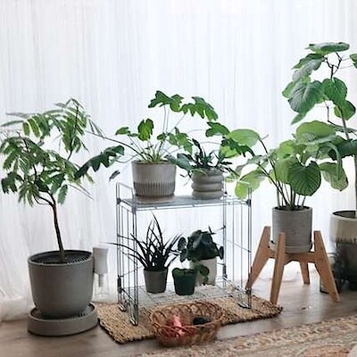 ［みんなのお部屋実例］グリーンの素敵な飾り方