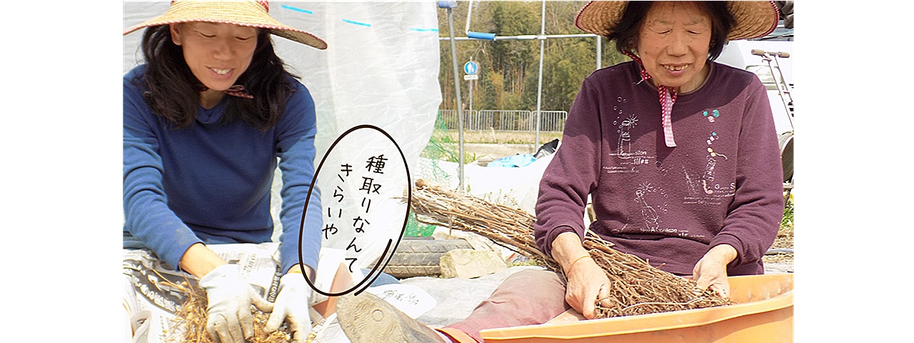 記事内画像：001自家採種にこだわり、伝統野菜を守り続ける。【有機JAS認定農家　チヨちゃんの野菜】