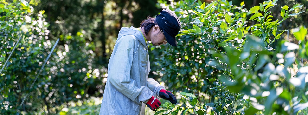 記事内画像：001農薬に頼らず無茶苦茶に頑張る。健康で安全な「無茶々園」のグリーンレモン