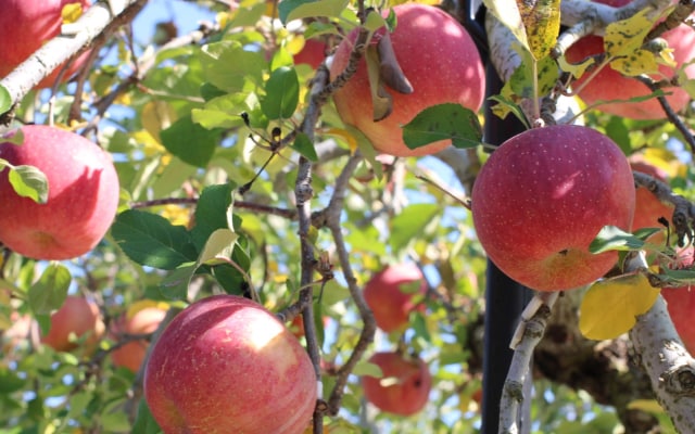 安全の証GAP。生産者の自信が美味しさにつながる。