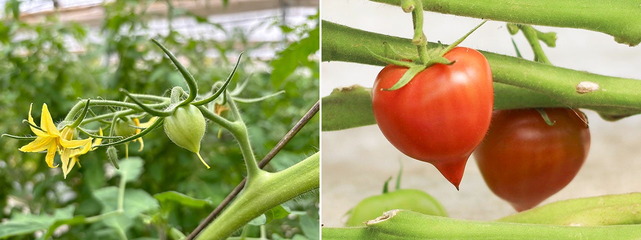 記事内画像：001人も野菜ものびのびと。やさしさが詰まった【れぎゅーむれぎゅーむ】の野菜づくり