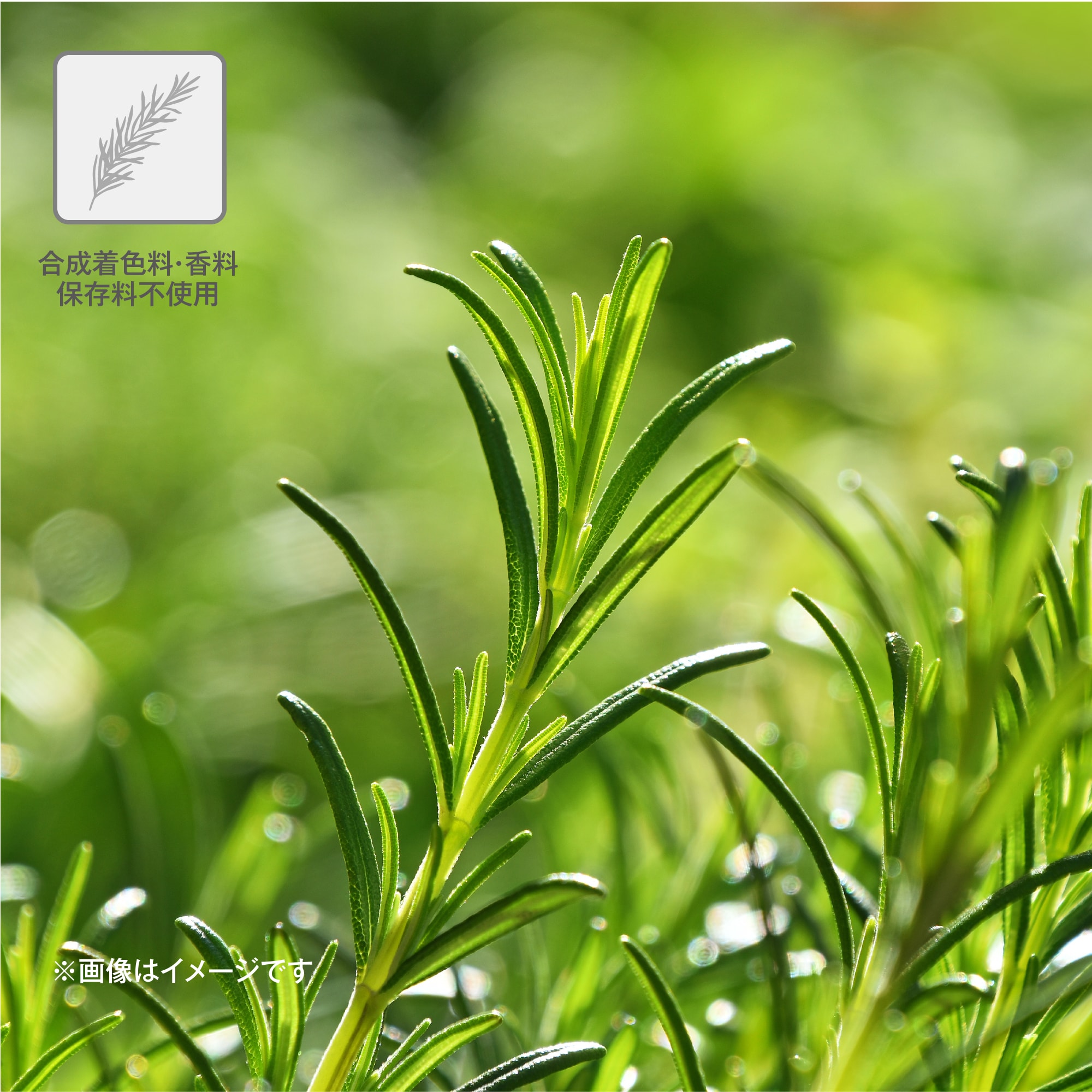 合成着色料・香料・保存料不使用