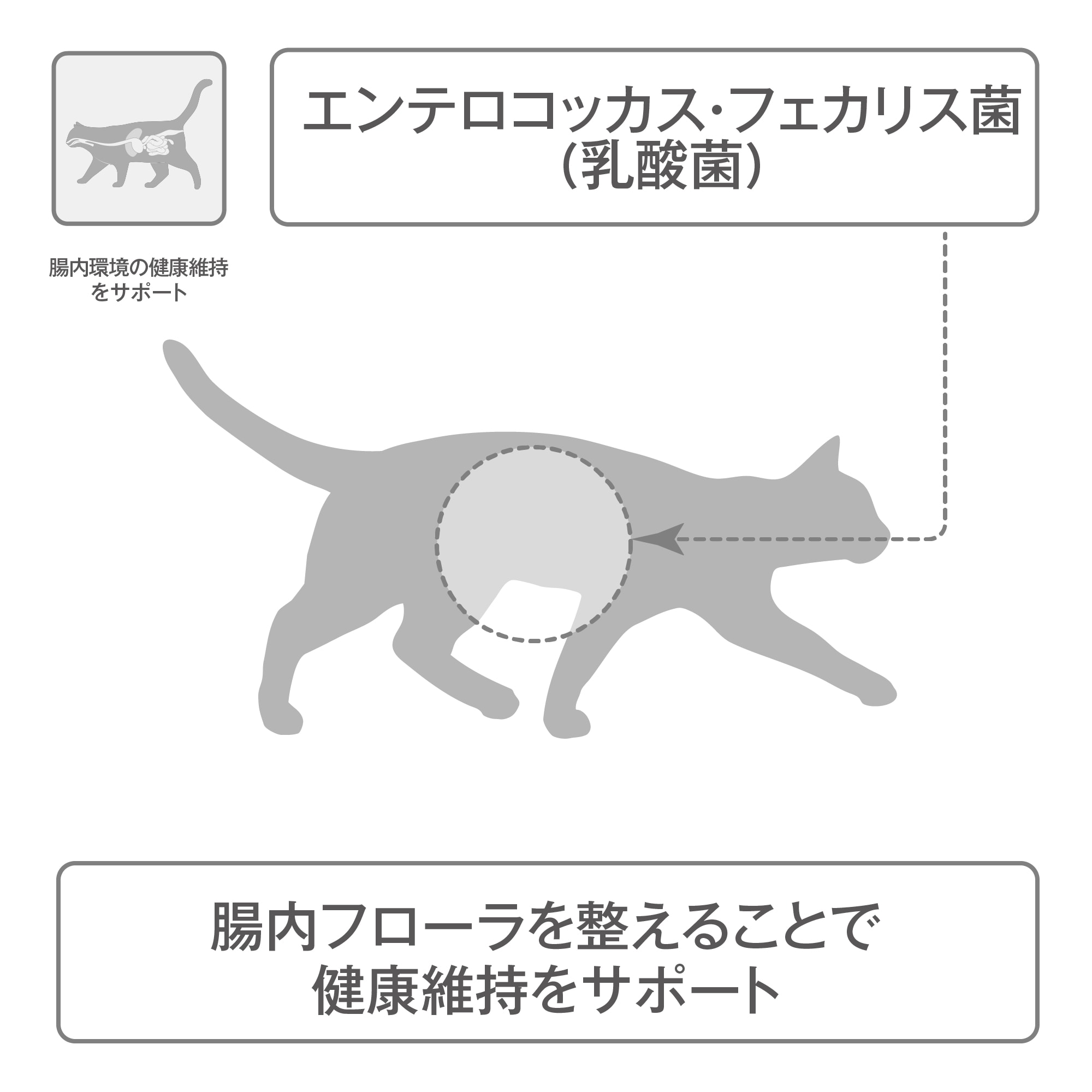 腸内環境の健康維持をサポート