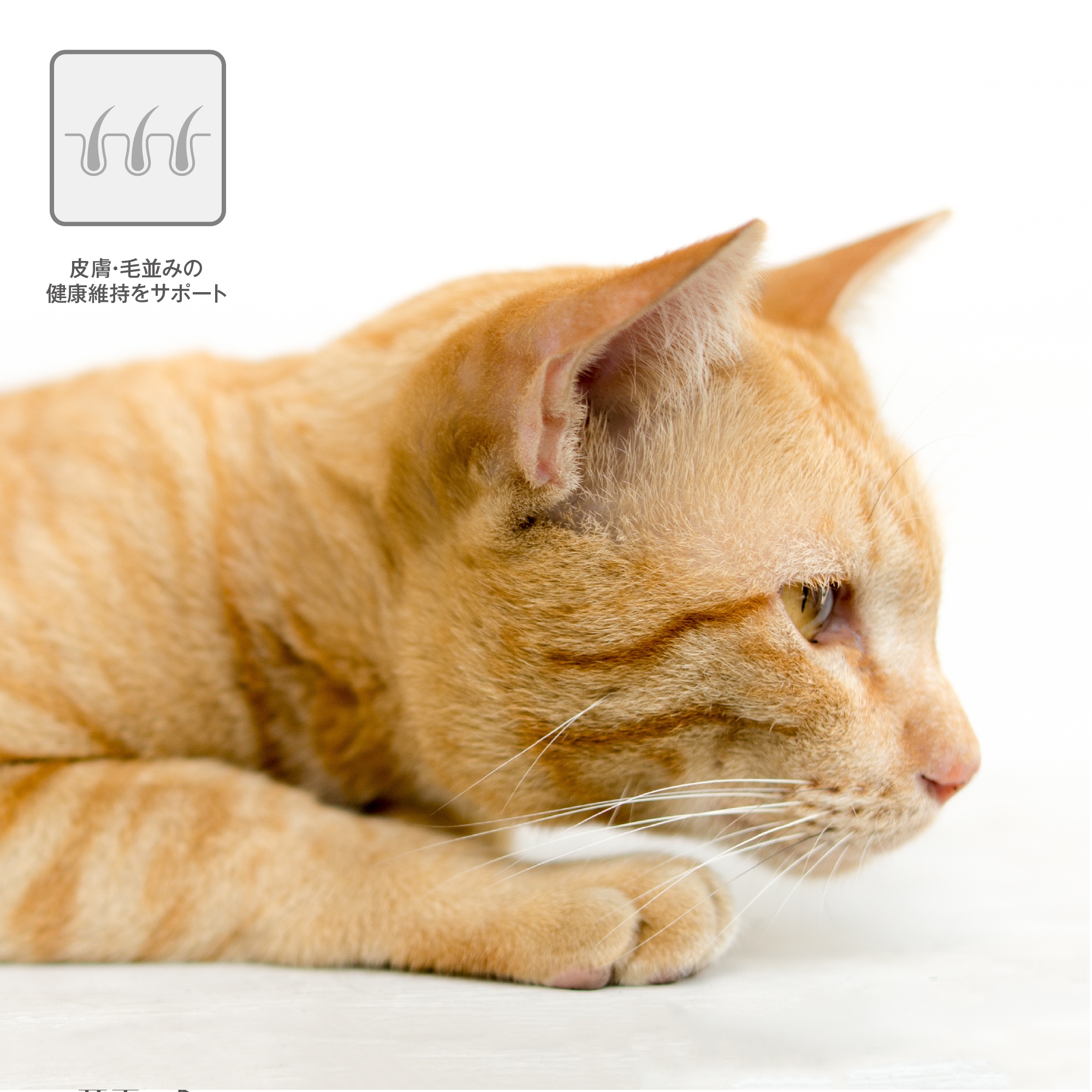 皮膚・毛並みの健康維持をサポート